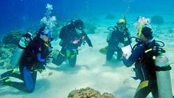 Dominica Scuba Diving Holiday - Caribbean.